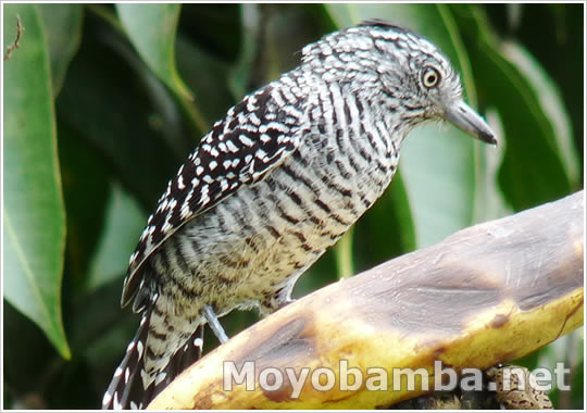 Barred Antshrike, Thamnophilus Doliatus, Batar� Barrado - macho
