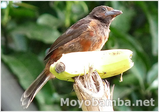 ramphocelus melanogaster roja hembra
