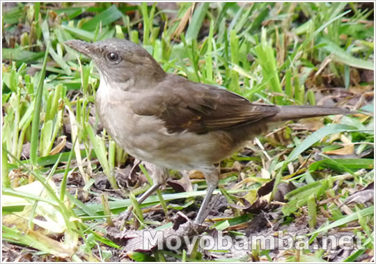 pajaro ucuato Black-billed Thrush (Turdus ignobilis) 