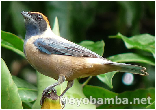 Ave tangara cayana moyobamba