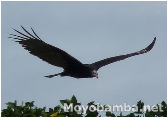 cathartes-aura-gallinazo.jpg