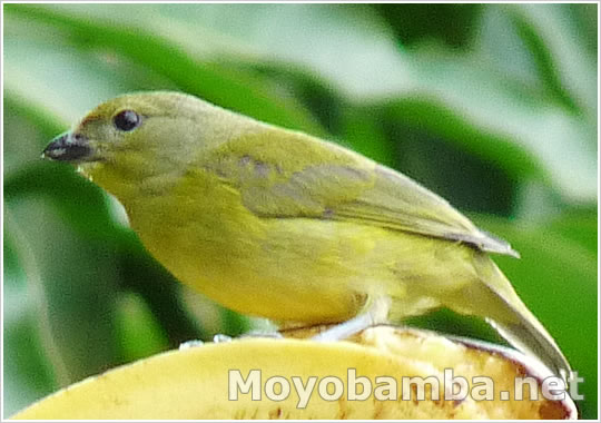 Purple-throated Euphonia (Euphonia chlorotica) aves