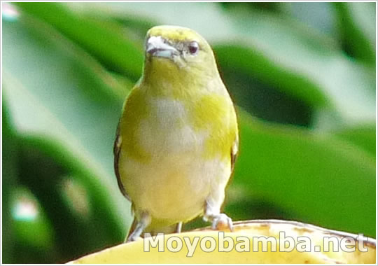Purple-throated Euphonia (Euphonia chlorotica). Hembra (female).