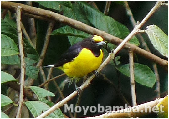 Purple-throated Euphonia (Euphonia chlorotica) Macho ave negro y amarillo