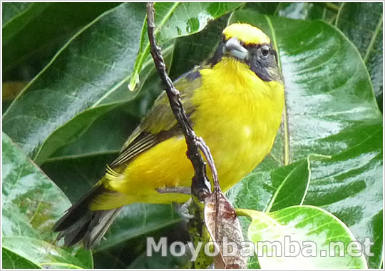 Thick-billed Euphonia (Euphonia lanirostris). Macho moyobamba