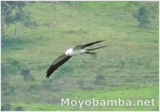 Swallow-tailed Kite (Elanoides forficatus) Gavil&aacute;n Tijereta Tijera chupa