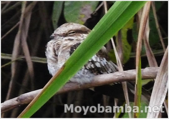Ladder-tailed Nightjar (Hydropsalis climacocerca)