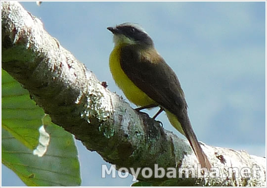 Social Flycatcher (Myiozetetes similis