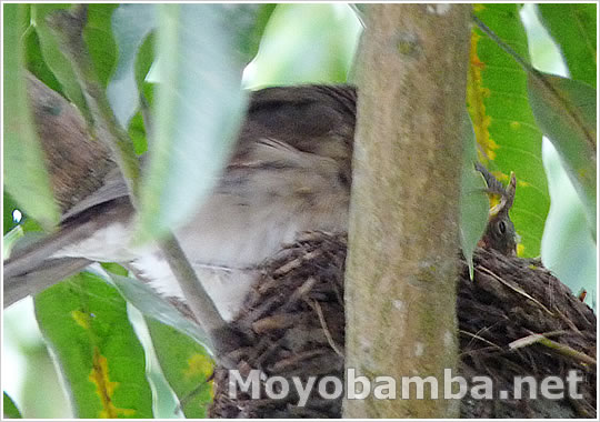 Black-billed Thrush alimentando su cria en nido. 
