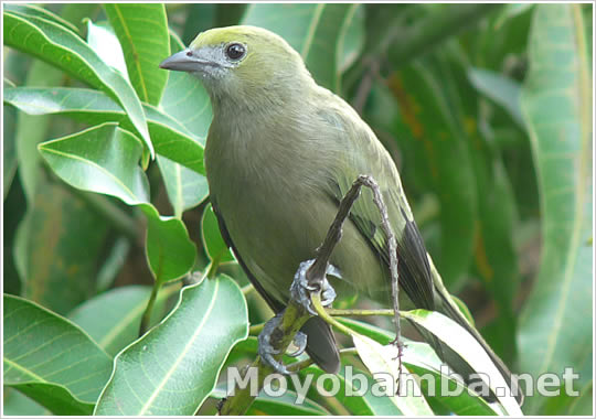 palm tanager Ave Verde y negro