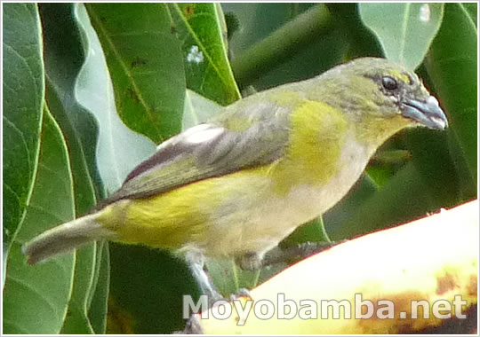 Purple-throated Euphonia (hembra) alto mayo peru