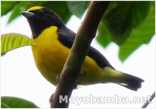 pajaro amarillo y negro  Euphonia chlorotica