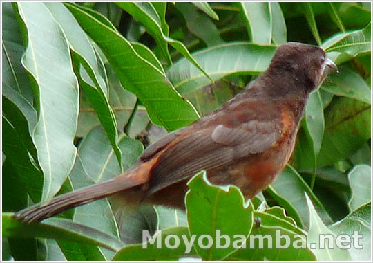 ramphocelus melanogaster moyobamba hembra female black-bellied tanager