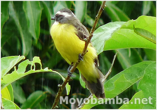 social fly catcher ave amarillo maron y blanco. Mosqueo