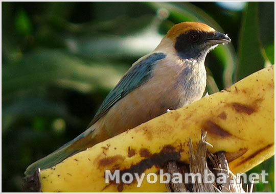 tangara cayana burnished-buff tanager Moyobamba alto mayo peru. 