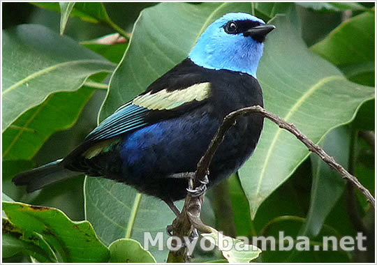tangara cyanicollis Ave de colores azul, negro, amarillo