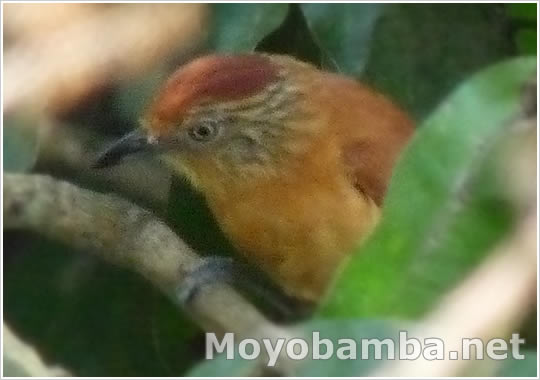 Barred Antshrike, Thamnophilus doliatus, Batar� Barrado - Hembra