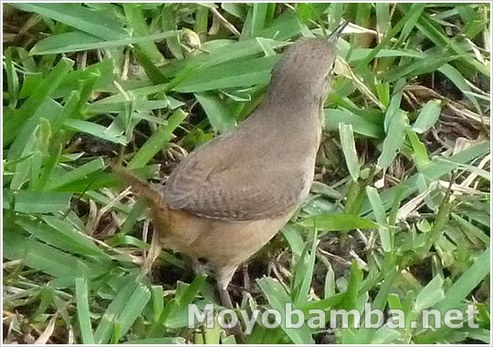 Ave Peque&ntilde;a House Wren (Troglodytes aedon) conocido en Moyobamba como "shicapa". 