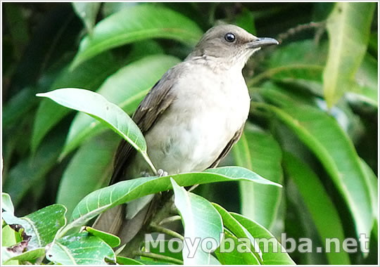 Aves de Peru Black-billed Thrush (Turdus ignobilis)