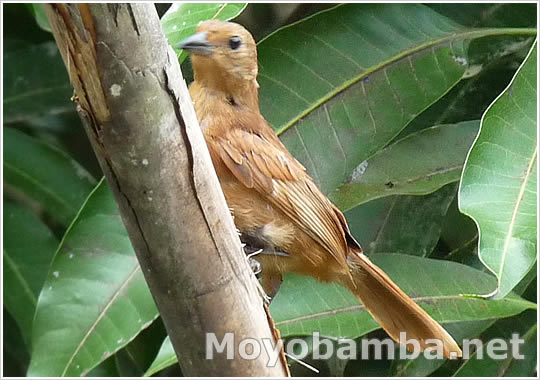 White-lined Tanager (Tachyphonus rufus) female, es una tangara hembra.