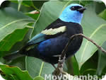 Fotos de aves del Alto Mayo Peru