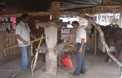 Trapiche para produccin de jugo de caa, agua ardiente y chancaca Cane juice production using traditional methods