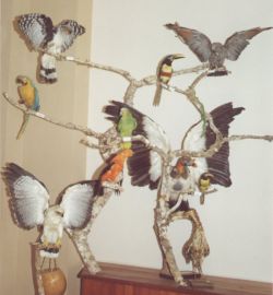 birds