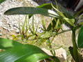 Brassia Wagenari