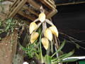 Stanhopea sp