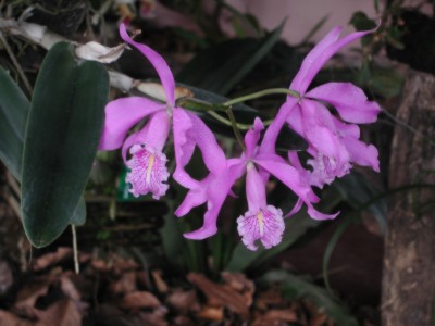 Foto de orqudea morada